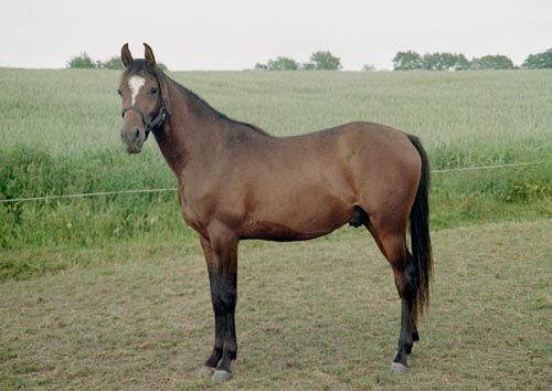 Araberwallach Jeddi